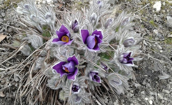 Wir über 60 besucht den Botanischen Garten