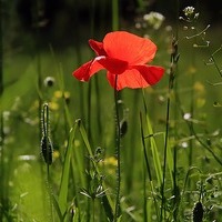 Mohnblume